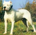 /album/fotky-plemien/argentinska-doga-jpg/